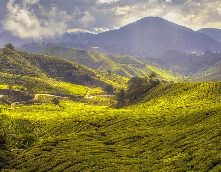 Tea field